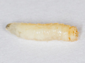 Pegomya winthemi